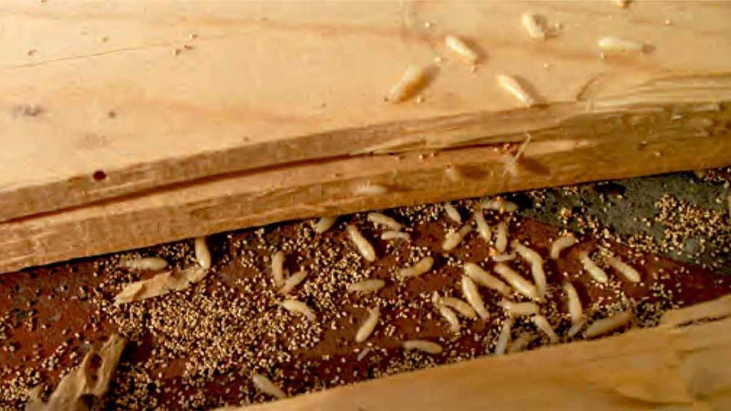 Signs Of A Termite Infestation – Home Renovation Ideas